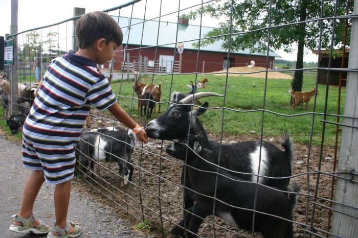 farms and petting zoos near boston - Jayson Sao
